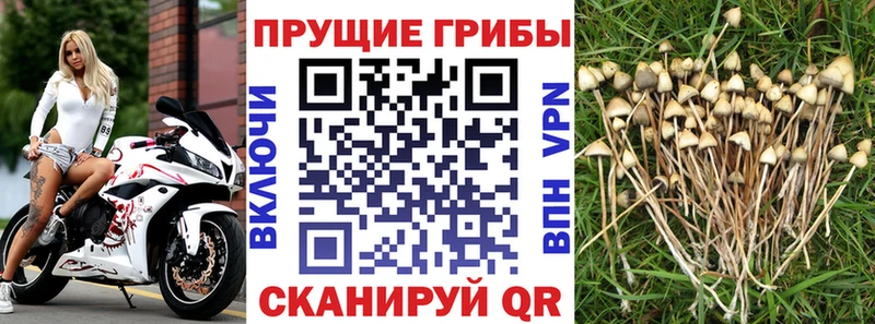 Галлюциногенные грибы Cubensis  Шелехов 